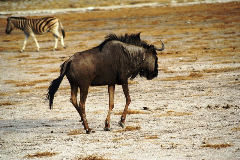 nab (1151).jpg - Gnu